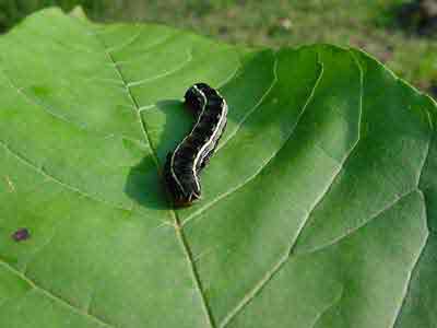 Armyworms Nc State Extension