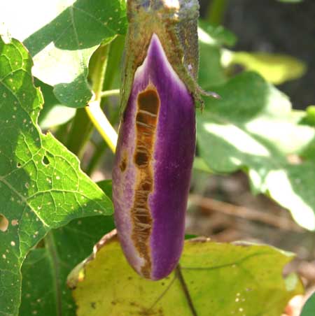 eggplant showing brown streaking