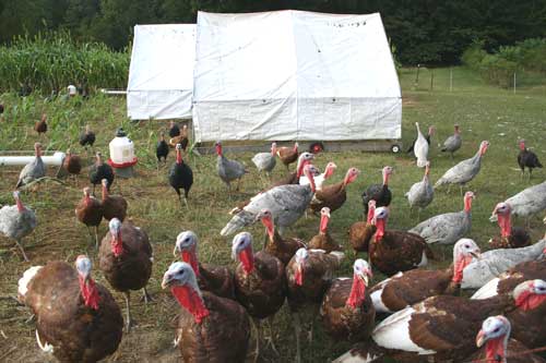 turkeys gather in front of shelters