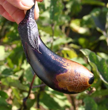 eggplant showing brown mushy end