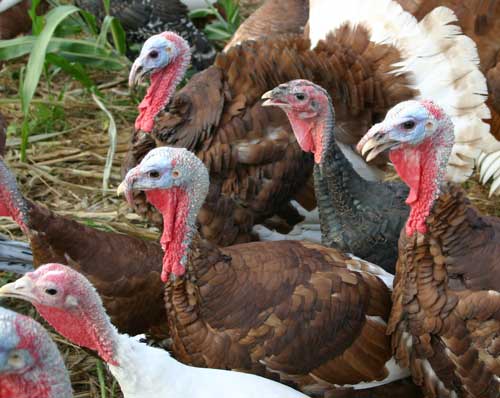 Bourbon Red, Broad-breasted Bronze, and Broad-breasted White turkeys