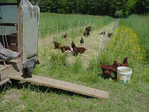 chickens on pasture