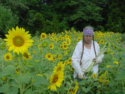 sunflower cover crop