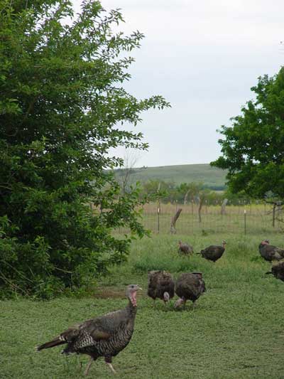 GSTR turkeys on pasture