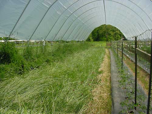 cover crops in the Haygrove tunnel