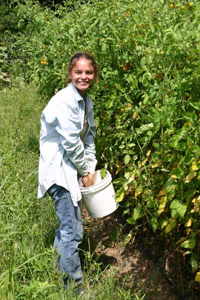 Kate harvests tomatoes