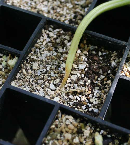 cucumber stem