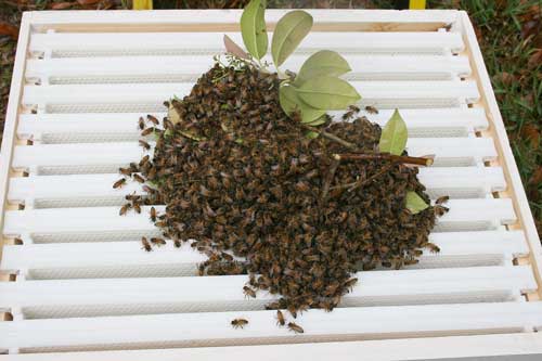 swarm on top of hive