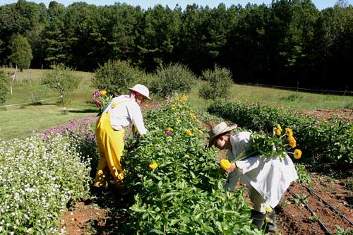 Cathy and Chris harvest zinnias in late September