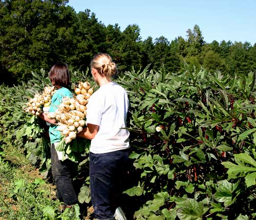 Emily and Melissa with turnip harvest