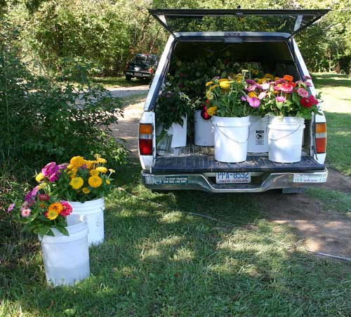 Truck loaded with flowers coming from the field