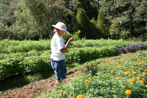 Cathy harvests marigolds