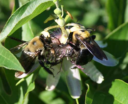 Carpenter bees on passionflower