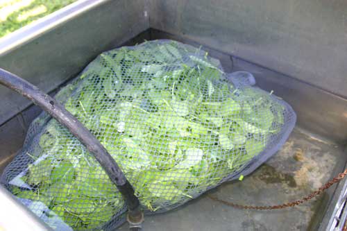 Salad mix soaks in laundry bag