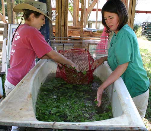 washing greens