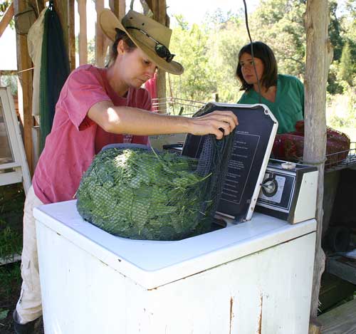 salad mix and other greens is washed and spun on two spin cycles' places in a net laundry bag 