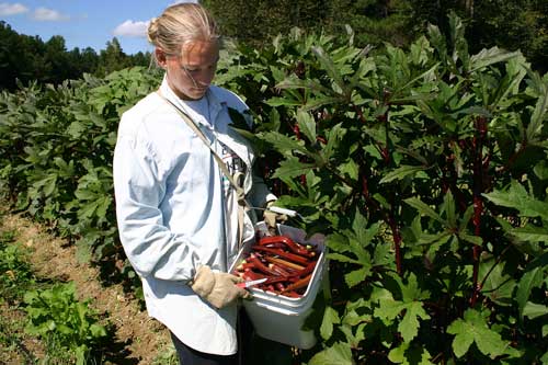 Melissa harvests okra