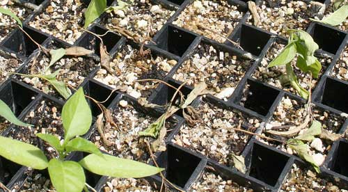 pepper seedlings