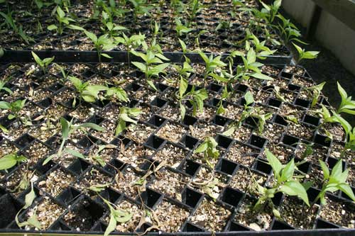 pepper seedlings