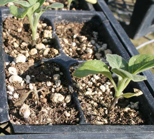 eggplant seedlings