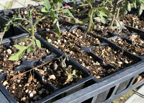 tomato seedlings