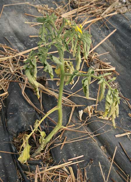 tomato transplanted to hoophouse