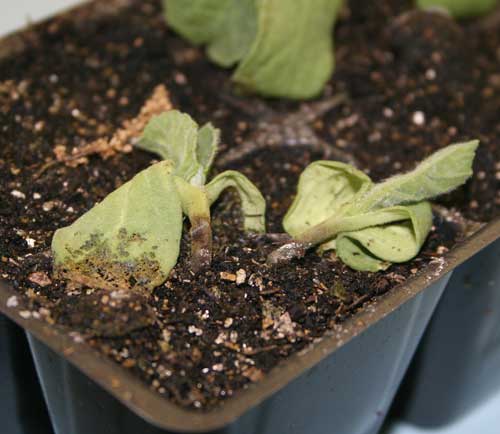 close-up of wilted seedlings