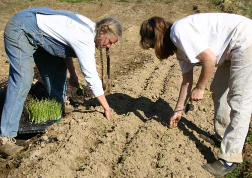 planting leeks