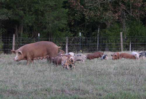 pigs at Okfuskee Farm