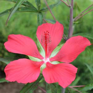 Red rose mallow