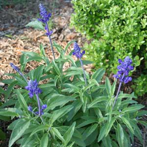 Salvia farinacea 'Victoria Blue' 
