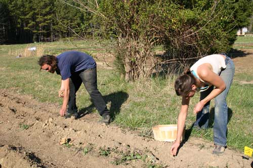 George and Megan planting potatoes