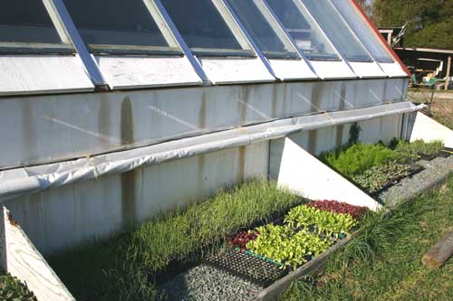 greenhouse and cold frame