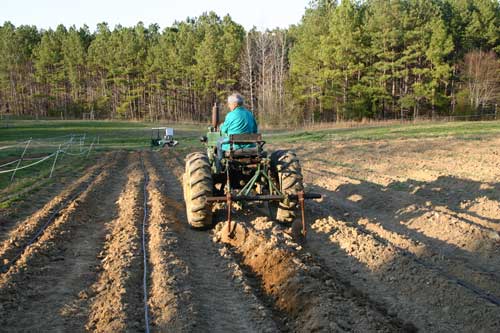 planting potatoes