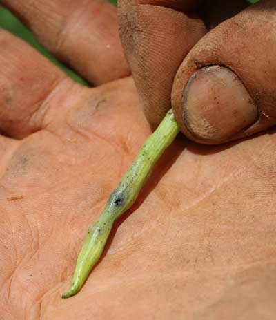 weevil exit hole in pod