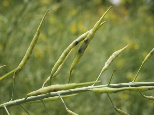 damaged seed pods