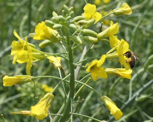 honey bee pollinating sesposai