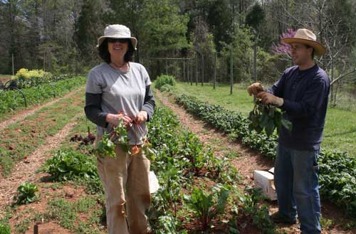 Cheryl and Shaun harvest beets at the Land Lab