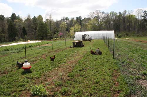 Hens foraging at the Land Lab.