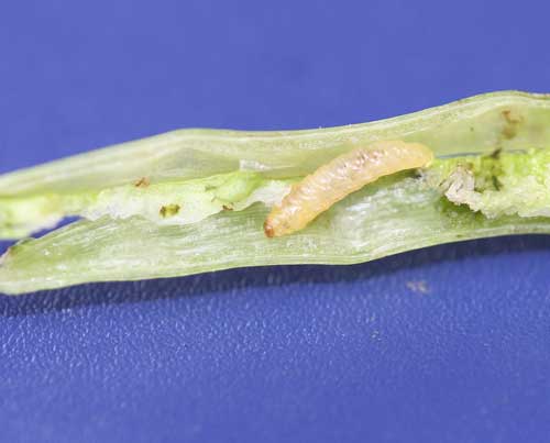 weevil larva