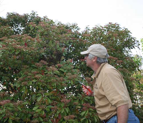 Jim Williams prunes around the swarm