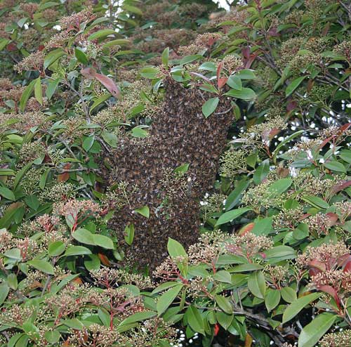 honey bee swarm