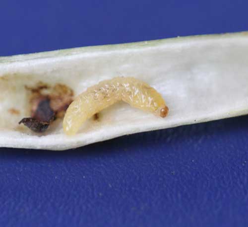 weevil larva