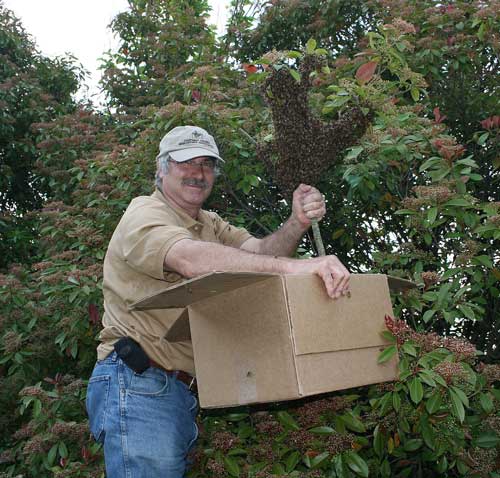 Swarm on a stick