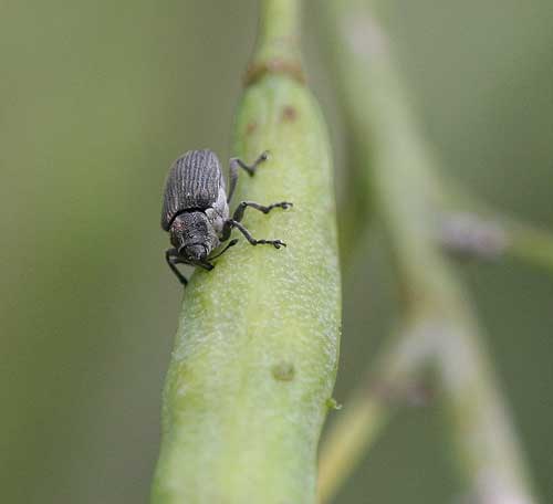 adult weevil