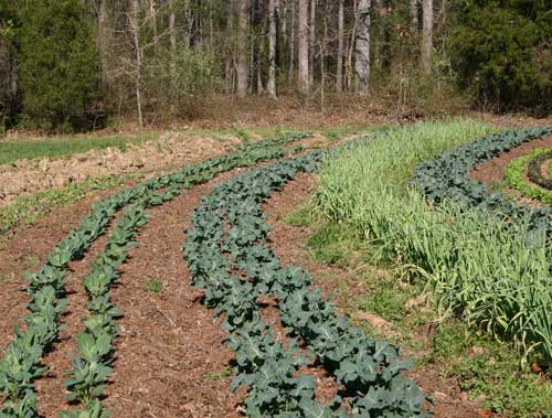 Edible Flowers: Vertical Farming's Blossoming Enterprise - Kroptek Blog