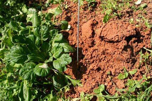 Organic Fire Ant Management Nc State Extension