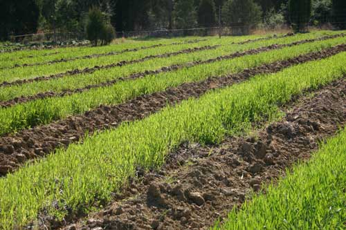 Rye cover crop strips in early April