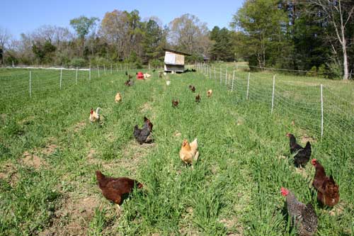 chickens on pasture