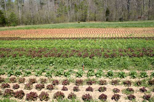 newly planted lettuce field